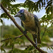 House Crow, Tamil Nadu