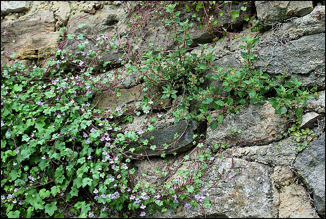 Cymbalaria et Pariétaire