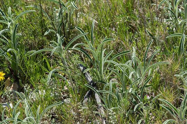 Phlomis lychnitis - 2015-04-20--D4 DSC0272