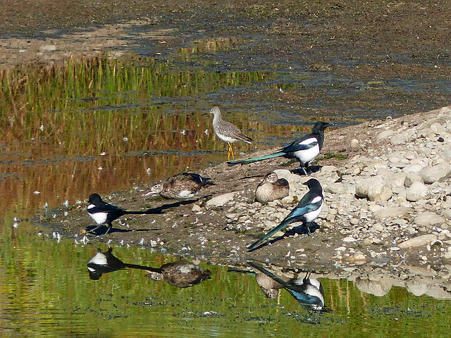 Magpies, Wood Ducks and a (Greater?) Yellowlegs