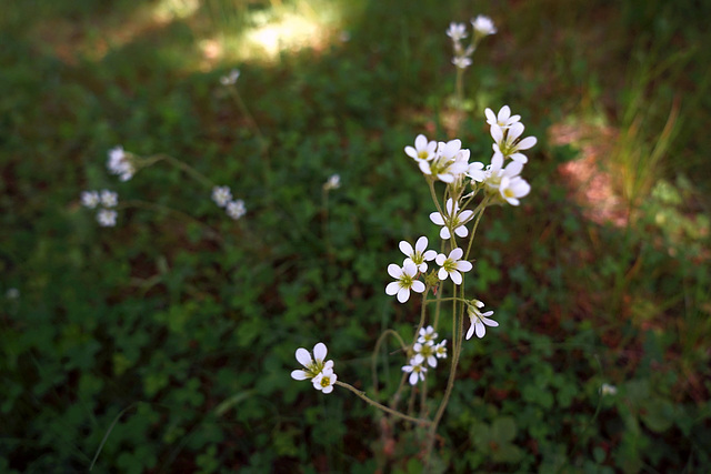 kerkhofbloemen 2c