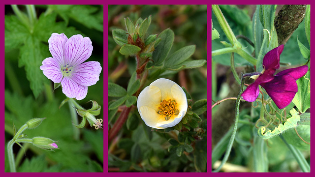 Small Bloomers!