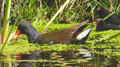 The Pond Moorhens