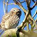 Little owl ~ Steenuil (Athene vidalii)...