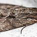 20100628 6198Mw [D~LIP] Große Grasbüscheleule (Apamea monoglypha), [Wurzelfresser], Bad Salzuflen