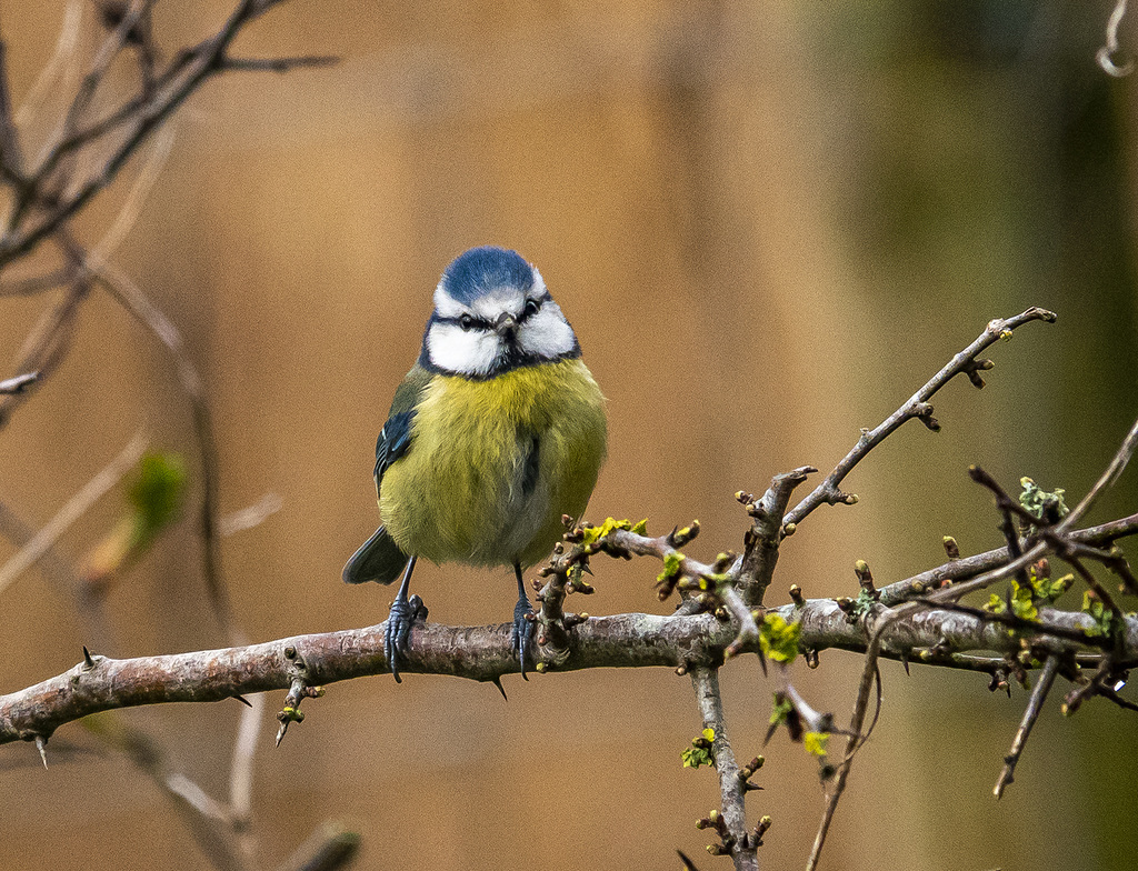 Blue tit