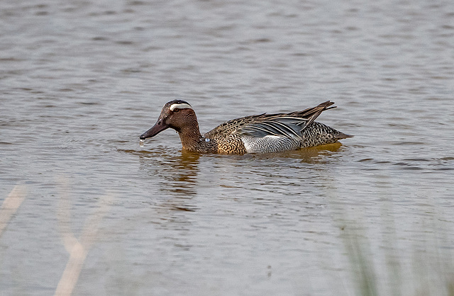 Garganey