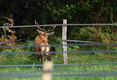 le cerf suit les biches et passe la clôture "à l'arrache". (Oise)