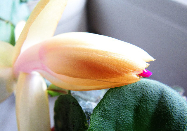 Schlumbergera