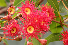 red gum