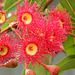 red gum