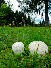 Giant puffballs