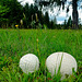 Giant puffballs