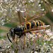 EOS R7 Peter Harriman 12 16 44 8198 wasp dpp