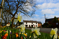 Spring flowers arrive in Haughton