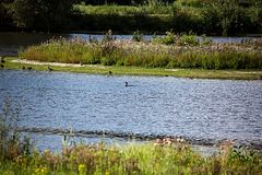 20150910 8705VRTw [D~PB] Kormoran, Steinhorster Becken, Delbrück