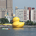 Duck-w124 (Medium)