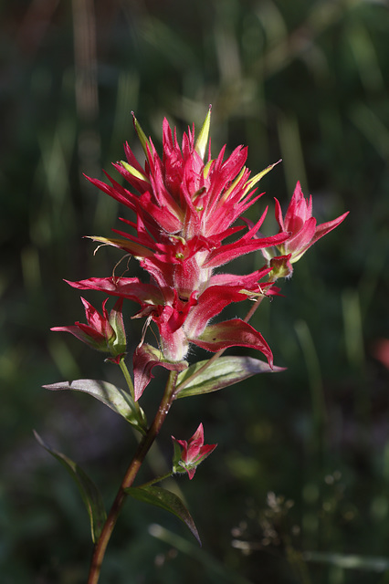 Wyoming Paintbrush