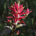 Wyoming Paintbrush