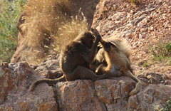 Gelada - near Erar