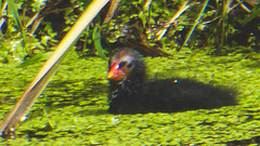 The Pond Moorhens