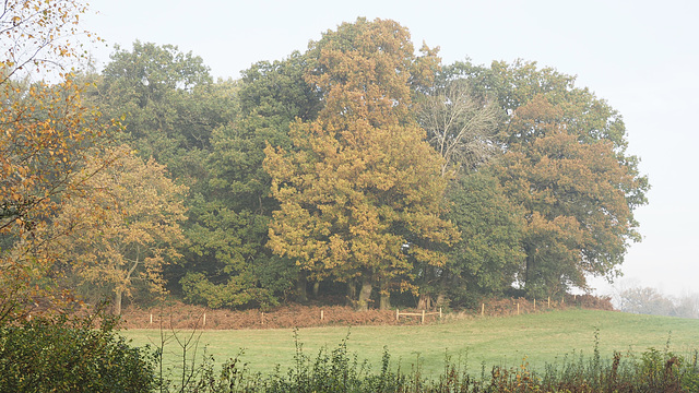 Autumnal Mist HFF