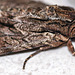 20100628 6199Mw [D~LIP] Große Grasbüscheleule (Apamea monoglypha), [Wurzelfresser], Bad Salzuflen
