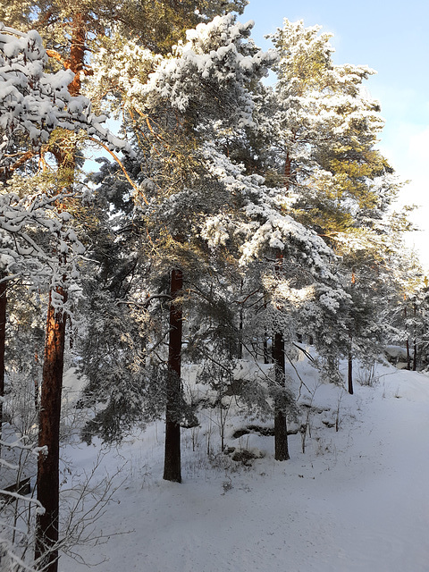 January Squirrel Forest