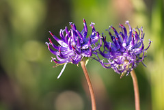 Distel im Sommer Makroausschnitt Distel im Sommer Makroausschnitt