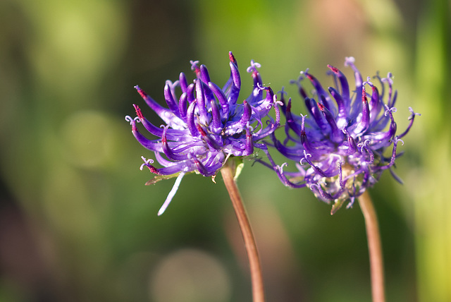 Distel im Sommer Makroausschnitt