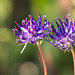 Distel im Sommer Makroausschnitt