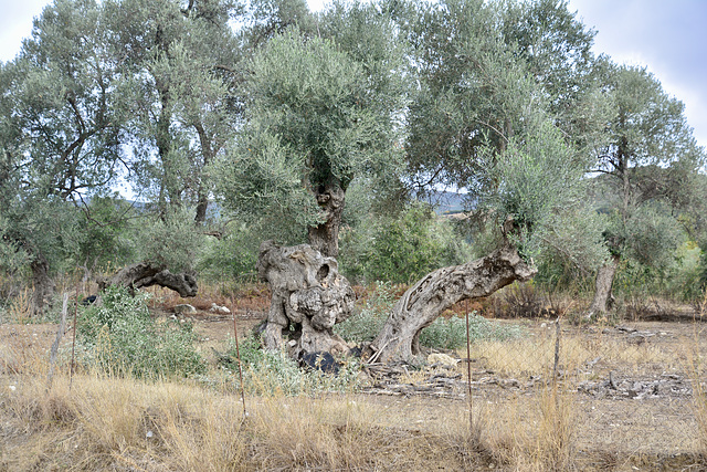 Crete 2021 – Olive tree