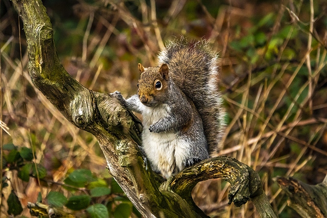 Squirrel