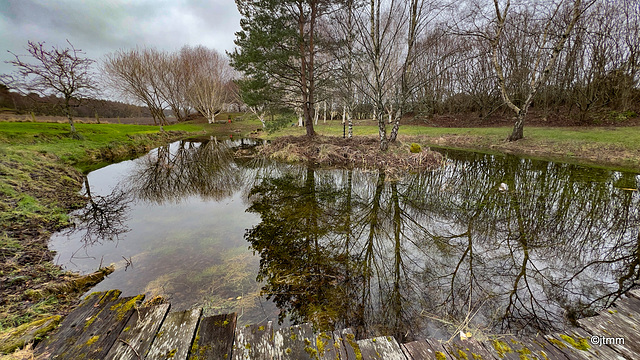 Pond as mirror