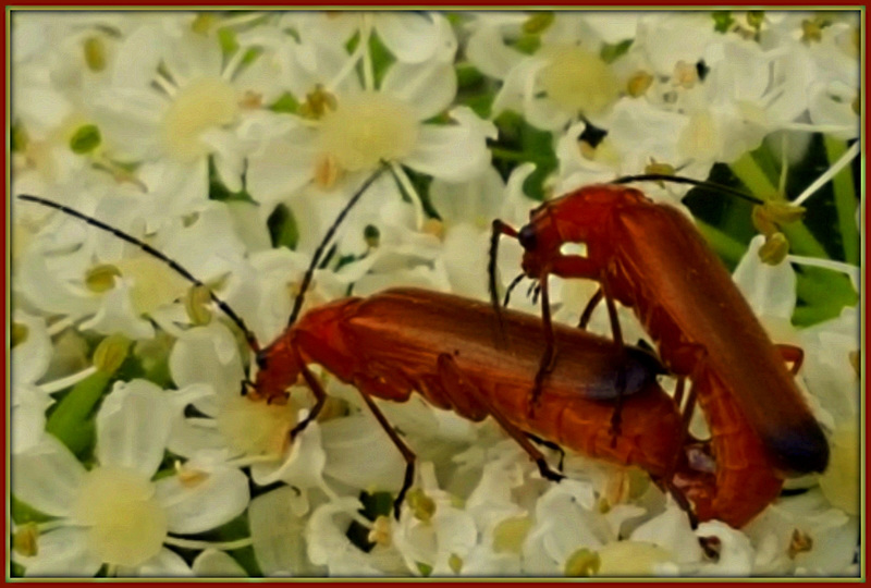 Accouplement leptures rouges