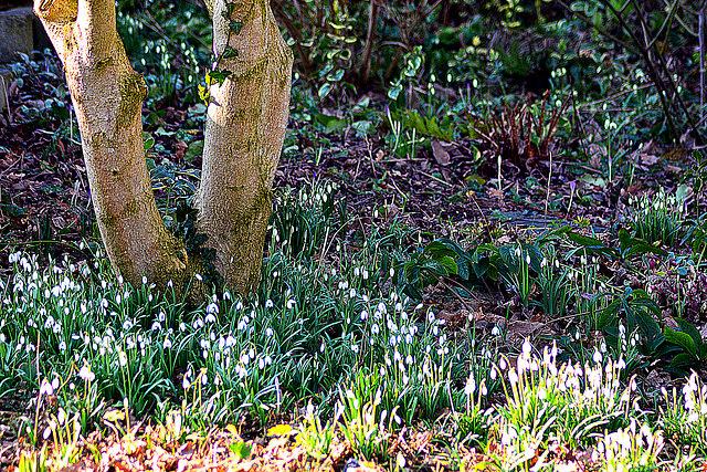 Magnolia and Snowdrops....