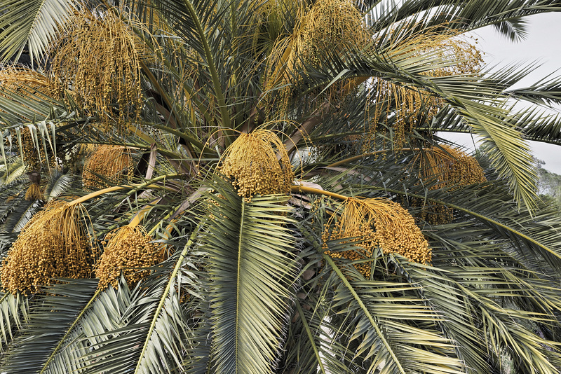 Out on a Date Palm – Baha’i Gardens, Haifa, Israel