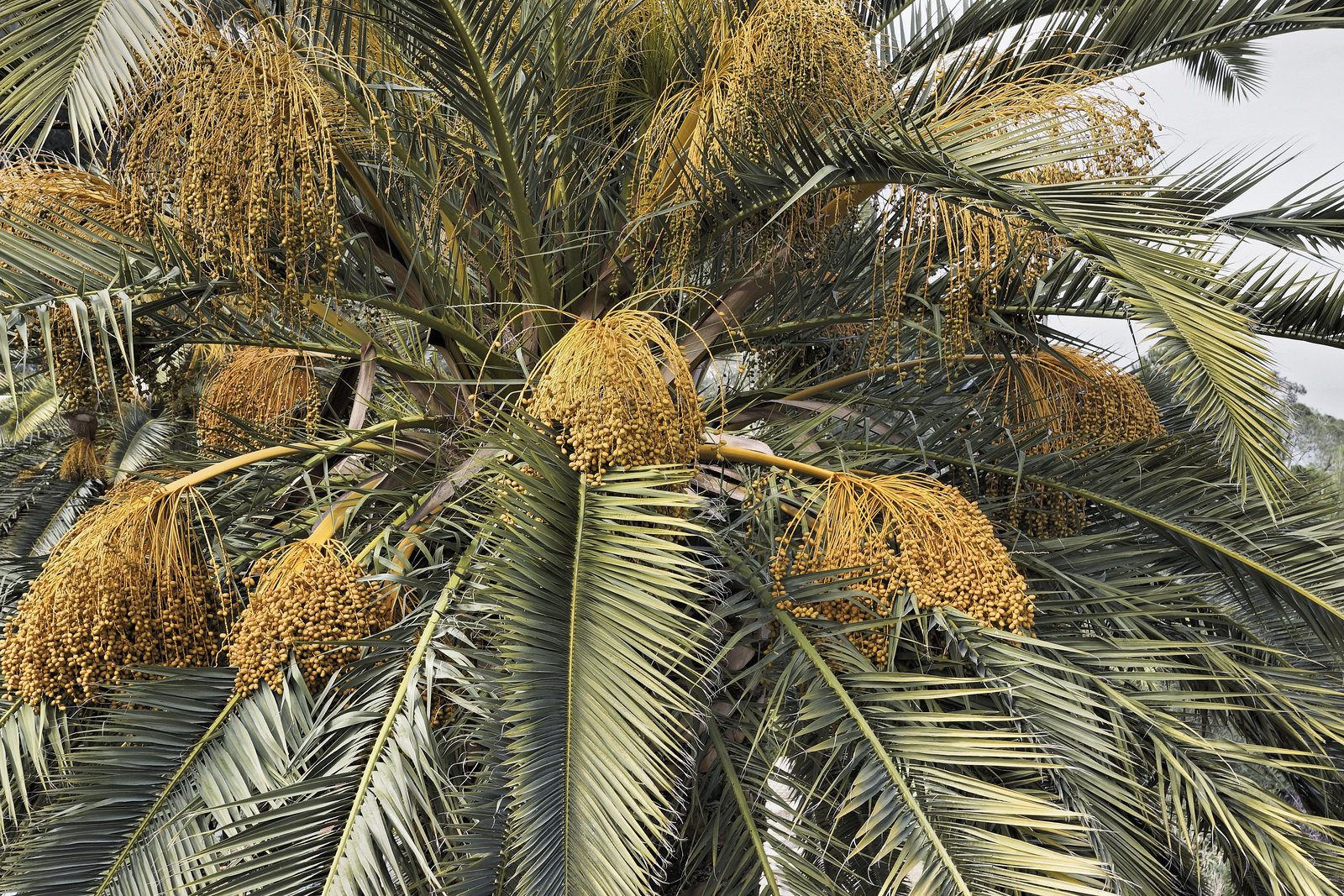 Out on a Date Palm – Baha’i Gardens, Haifa, Israel