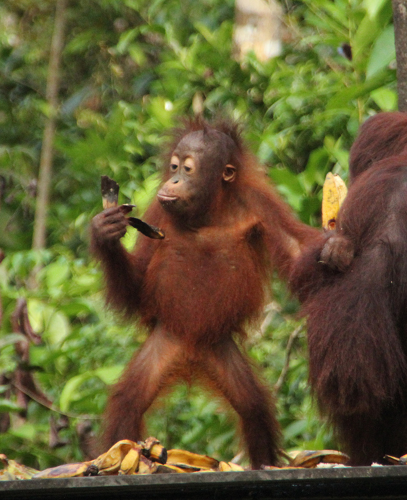 A young orang utang inspects a banana skin