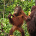 A young orang utang inspects a banana skin