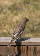 Female House Finch