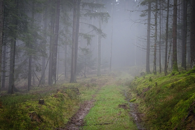 in caso di nebbia in caso di nebbia