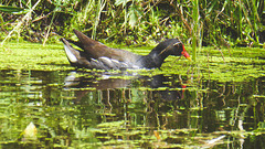 The Pond Moorhens