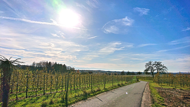 Sonntagsspaziergang bei leichtem Föhnwind (note)