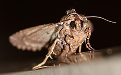 20100628 6201Mw [D~LIP] Große Grasbüscheleule (Apamea monoglypha), [Wurzelfresser], Bad Salzuflen