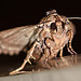 20100628 6201Mw [D~LIP] Große Grasbüscheleule (Apamea monoglypha), [Wurzelfresser], Bad Salzuflen