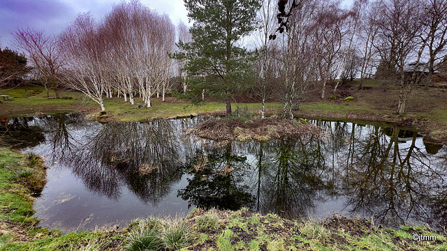 Pond as mirror