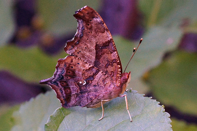 Question Mark Butterfly