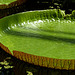Victoria Water Lily / Victoria amazonica