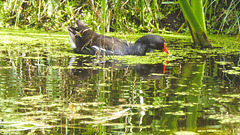 The Pond Moorhens